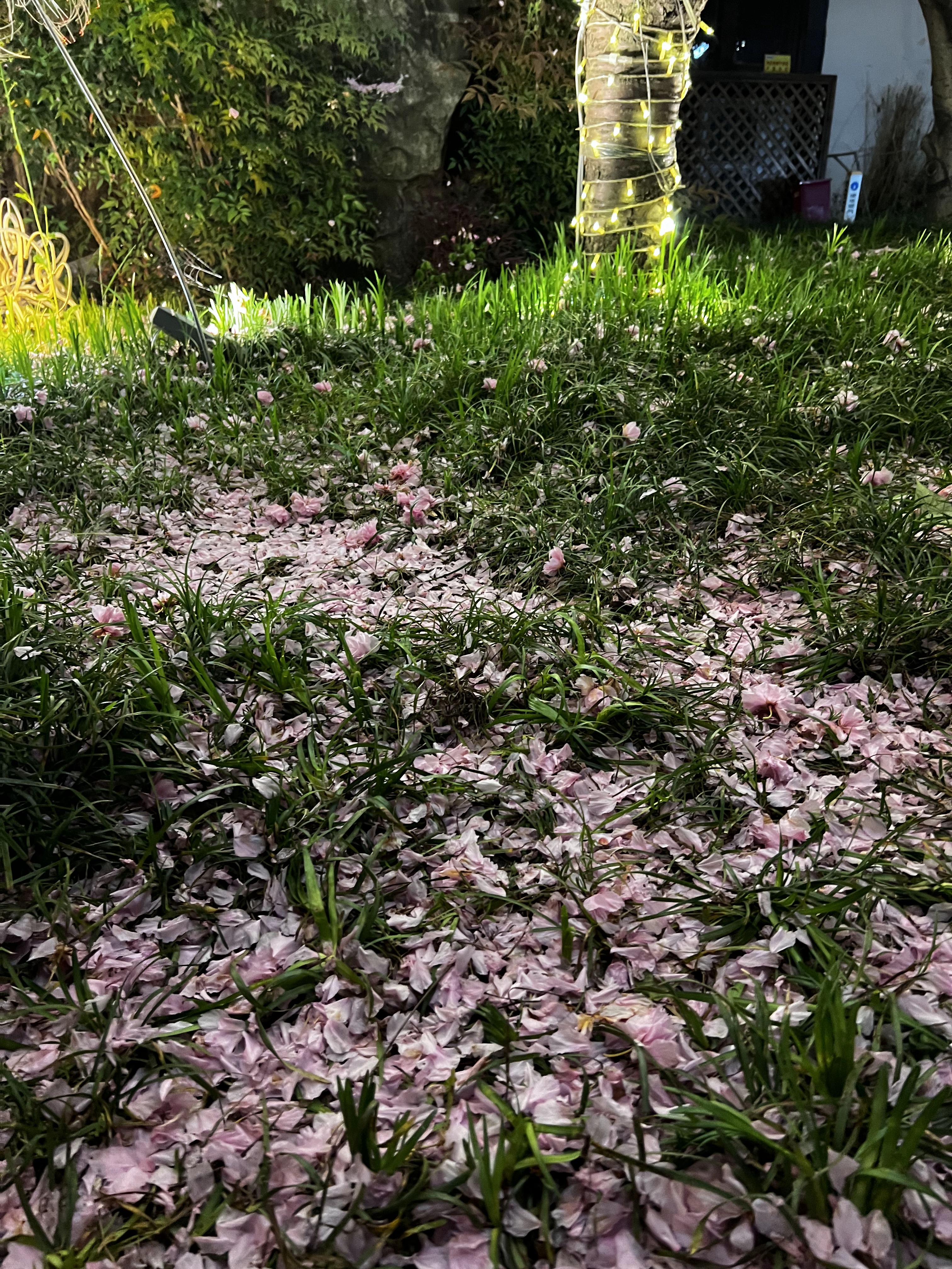 金鸡湖边上满地的花